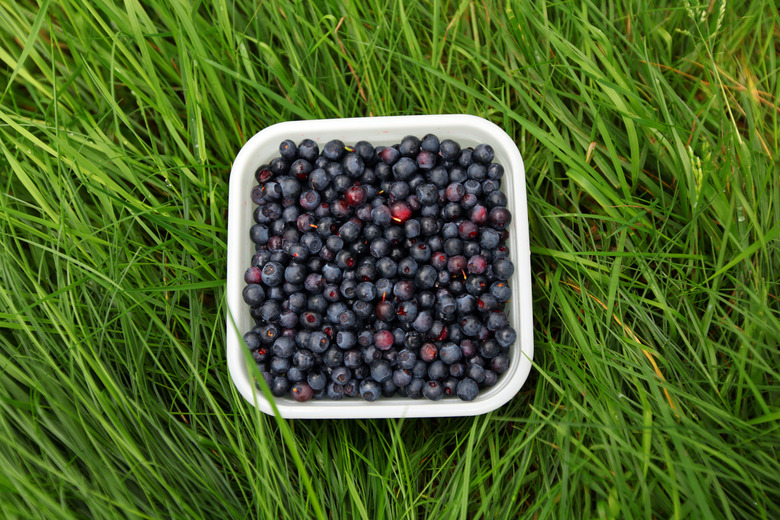 Blueberries freshly picked in the grass