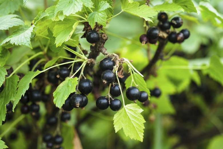 Blackcurrant bush