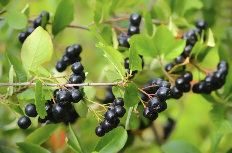 Black chokeberry in the garden