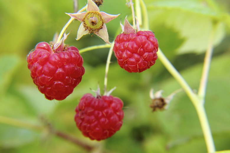 Raspberries. Berry.