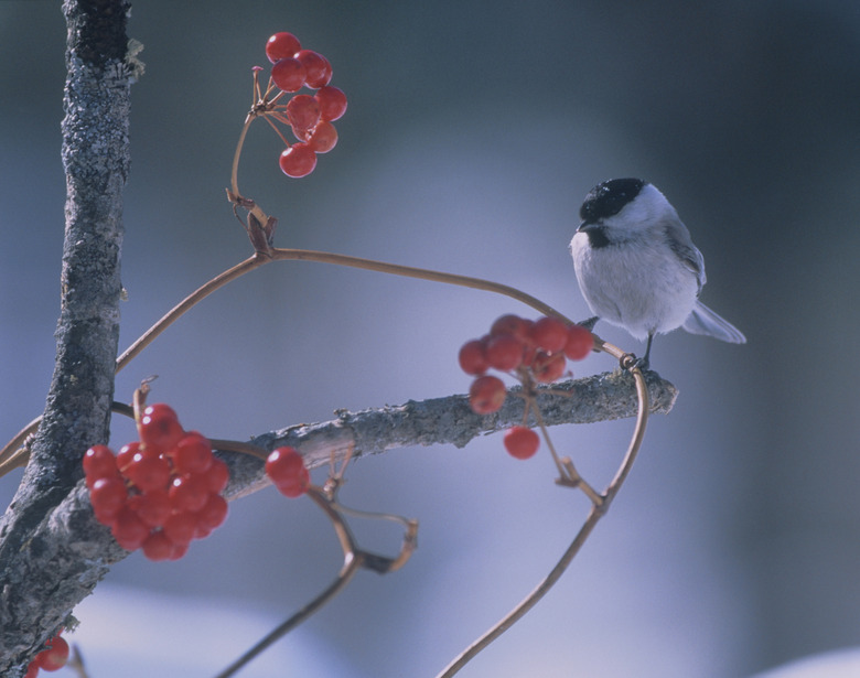 Willow tit perched on branch with berries