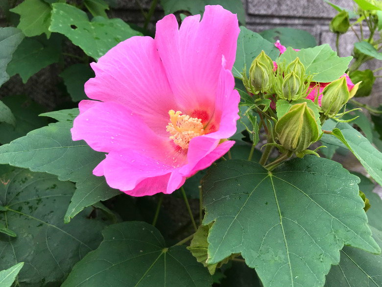 A neon pink flower from a rose of Sharon (Hibiscus syriacus).