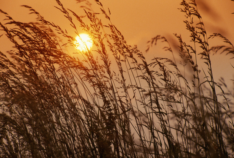 Wheat field at sunset