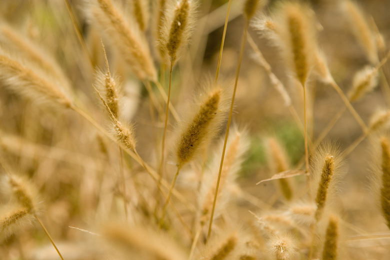 Close-up of wheat, California, USA