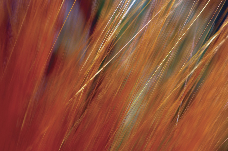 Extreme close-up of wheat growing in field