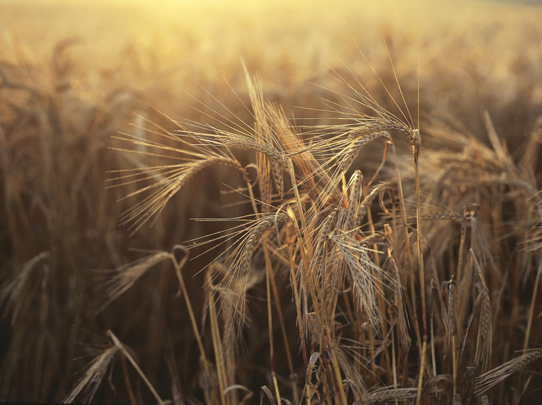 close-up of wheat in a field