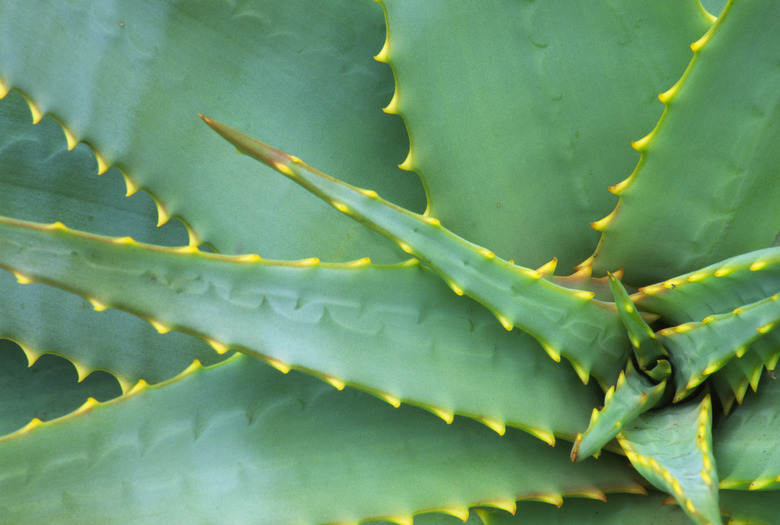 Close-up of an agave plant, Balboa Park, San Diego, California, USA