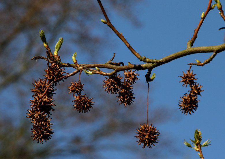 An upshot of a branch of an American sweetgum tree (Liquidambar styraciflua).