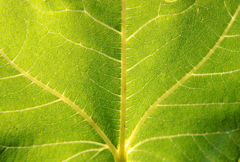 Structure of a green leaf