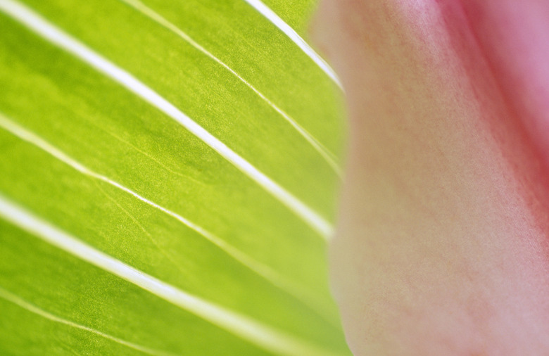 Flower and leaves