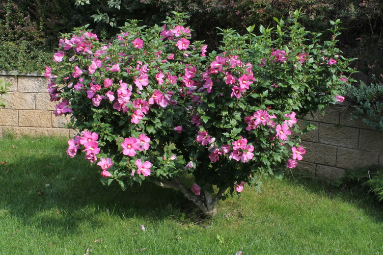 A shapely and wonderful rose of Sharon bush (Hibiscus syriacus) with pink flowers.