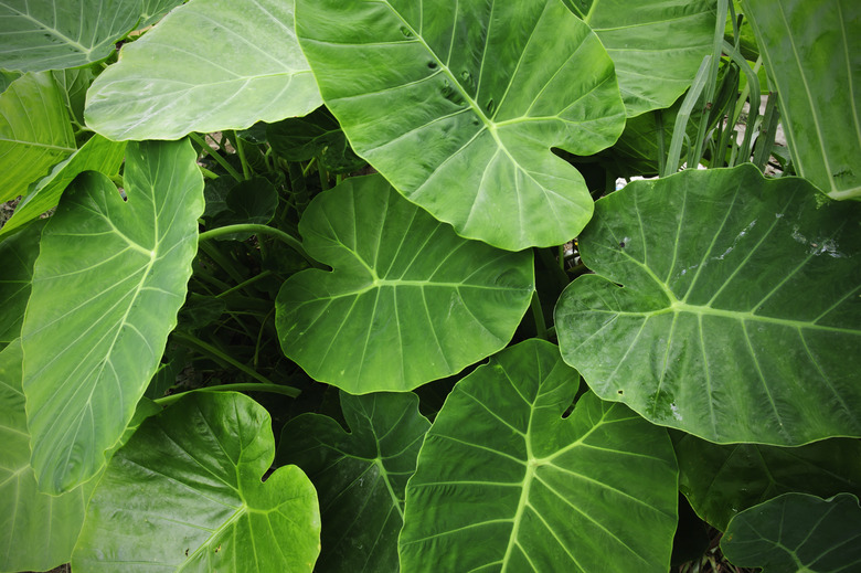 Large leaves from an elephant ear plant.