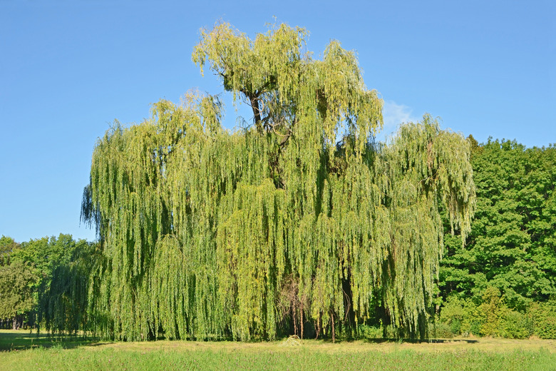 Weeping willow tree