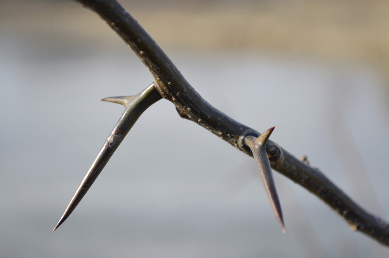 Honey Locust Branch