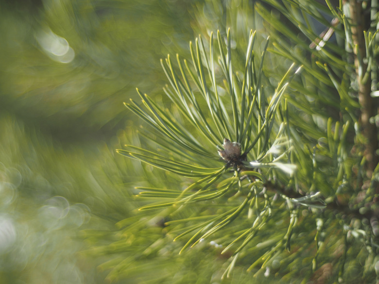 sprig of pine in the forest