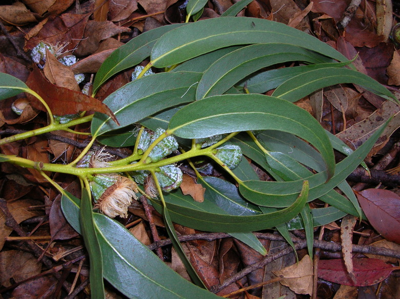 A close-up of some Tasmanian blue gum tree (Eucalyptus globulus) leaves lying on the ground.