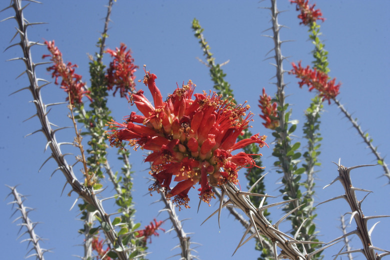 Ocotillo Flower