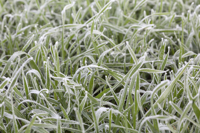 Frosty grass background