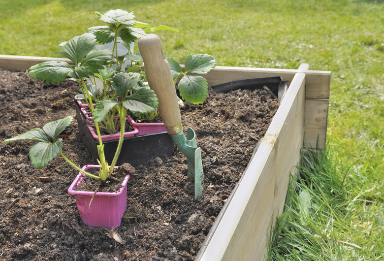 strawberries plants