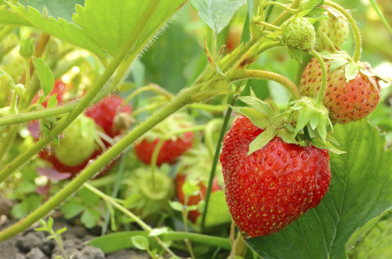 Strawberry bush in the garden