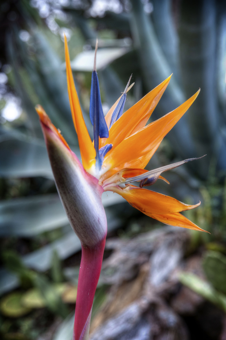 Bird of Paradise