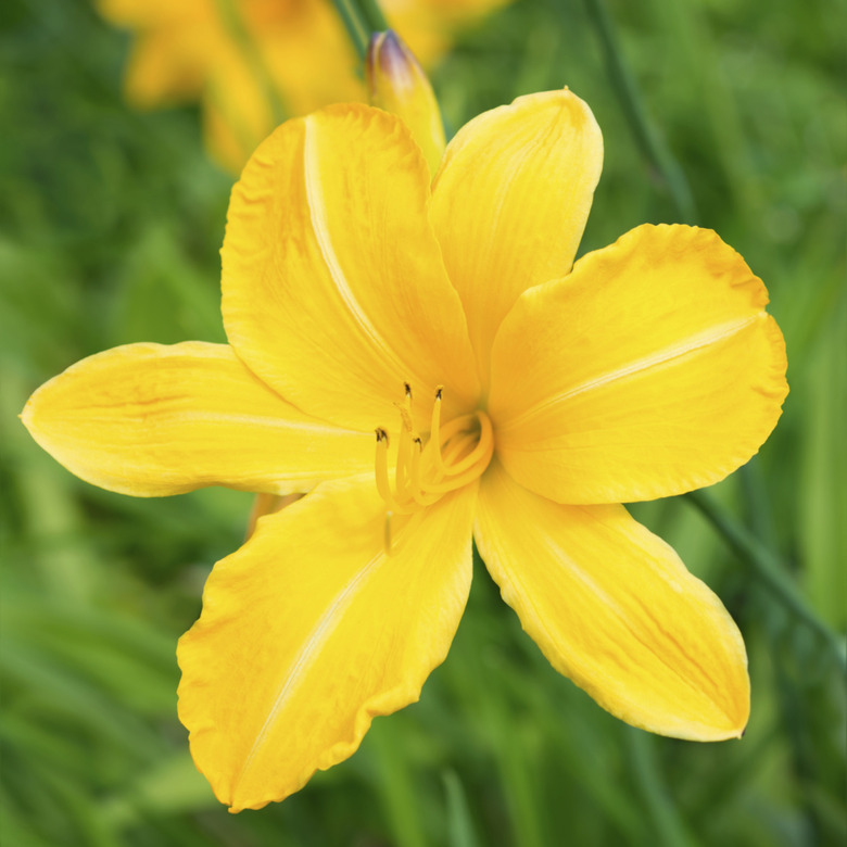 Yellow lily flower