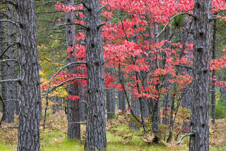 Red Maple and Pine Trunks