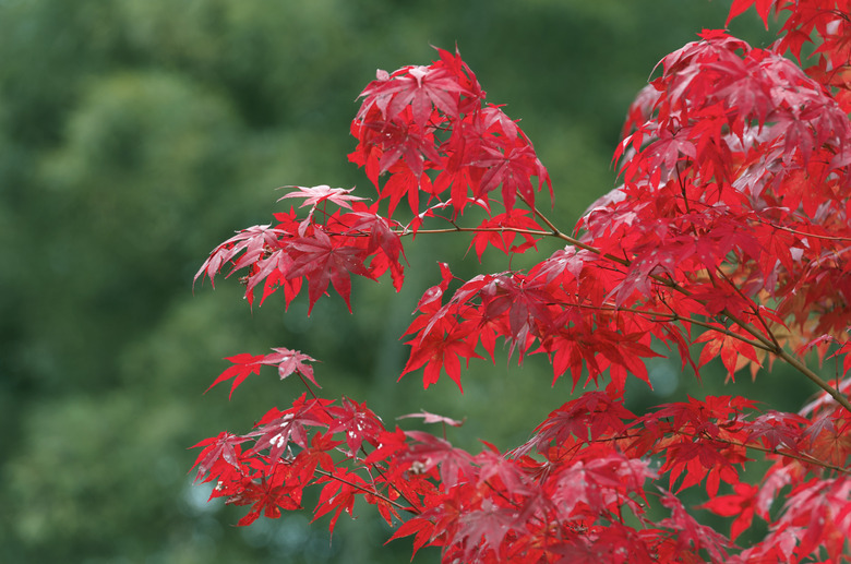 Red foliage