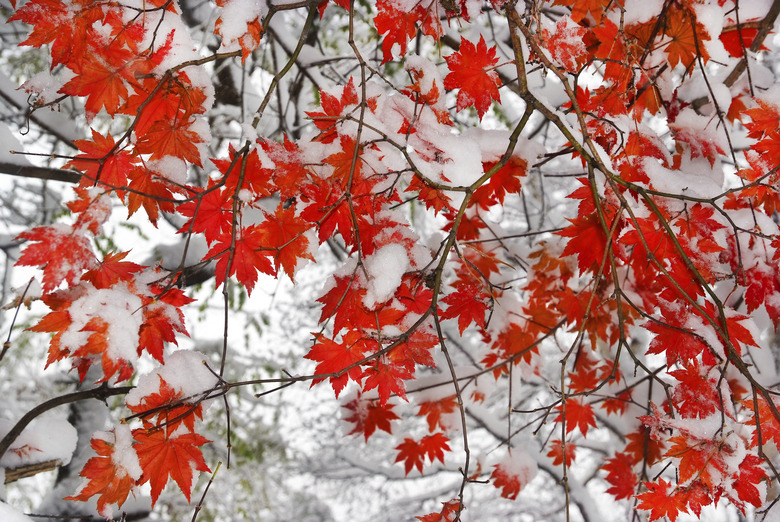 red maple tree under snow