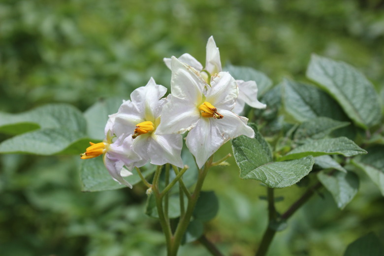 Lovely white flowers from a potato (Solanum tuberosum) plant facing the camera.