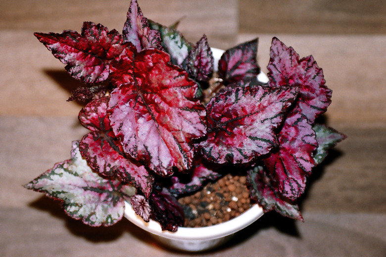 A top-down shot of a little rex begonia (Begonia rex) plant.