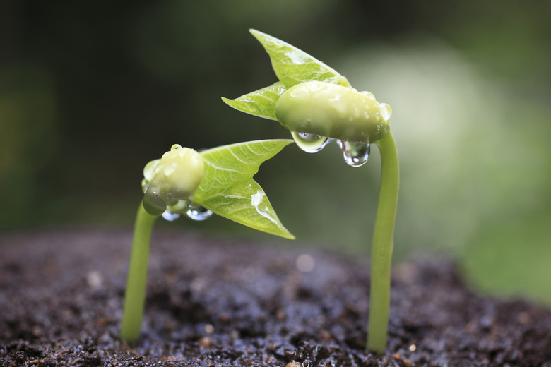 Sprout of kidney beans