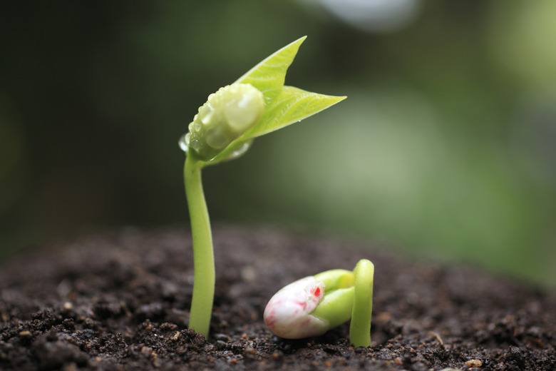 Sprout of kidney beans