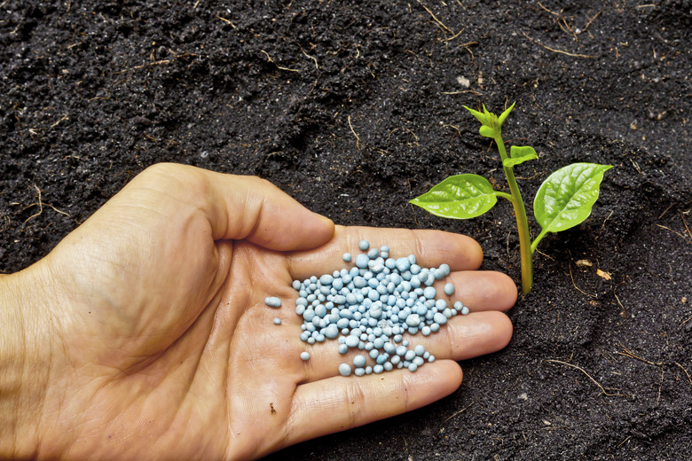 hand giving fertilizer to a young plant