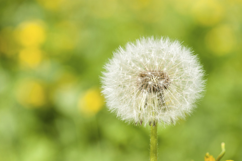 spring bright meadow with dandelion