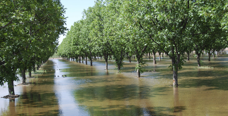 Pecan Tree Orchard Irrigation in Late Spring