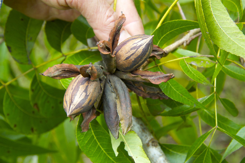 pecan nuts