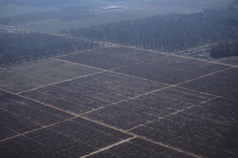 Bare peach and pecan orchards, aerial view, early Spring, Georgia, USA