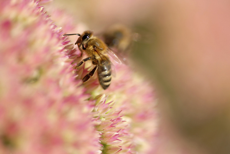 Close-up of a honeybee pollinating a flower