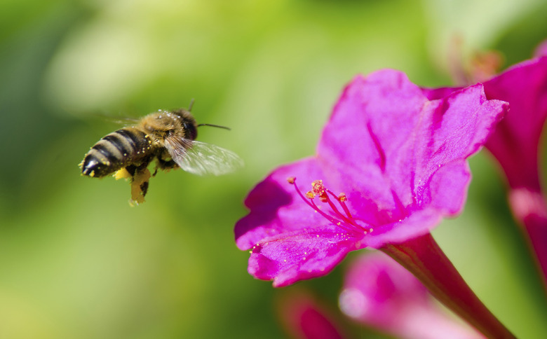 honeybee pollinated of flower