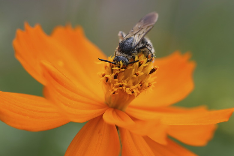 bee sucking nectar