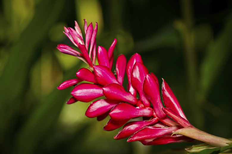 ginger flowers