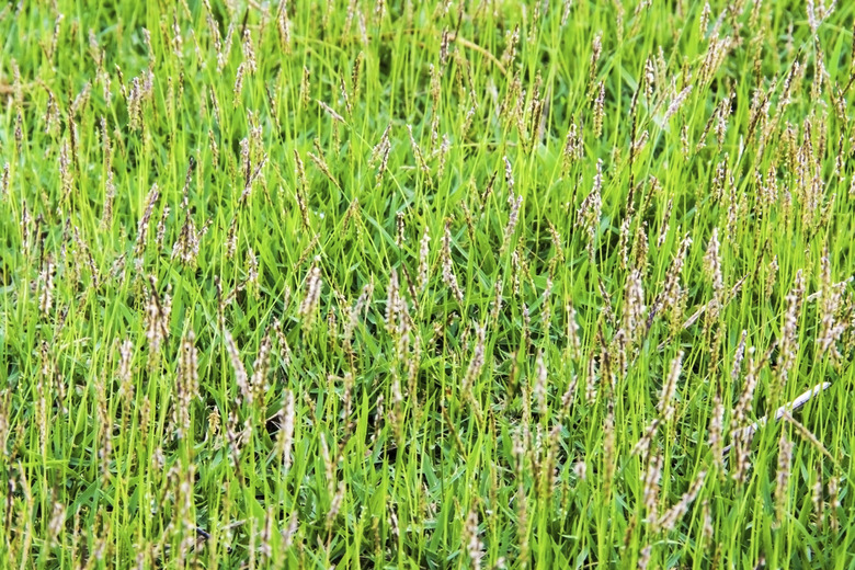 pampas and green grass background