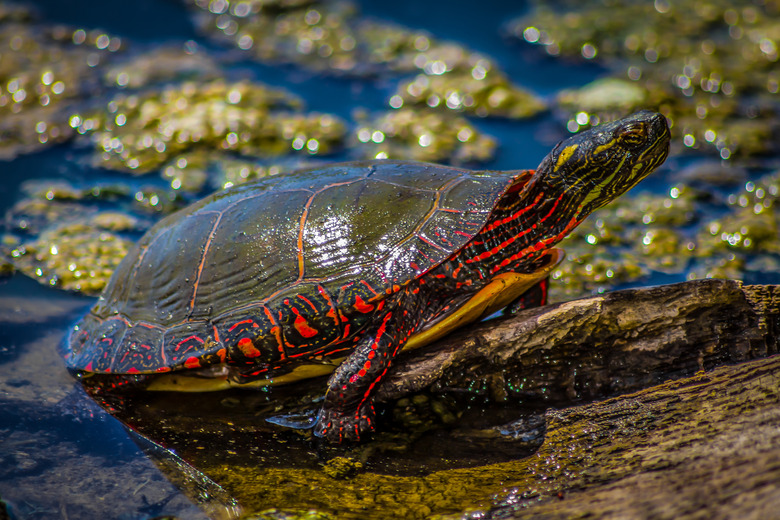 A painted turtle (Chrysemys picta) hanging out on a log.