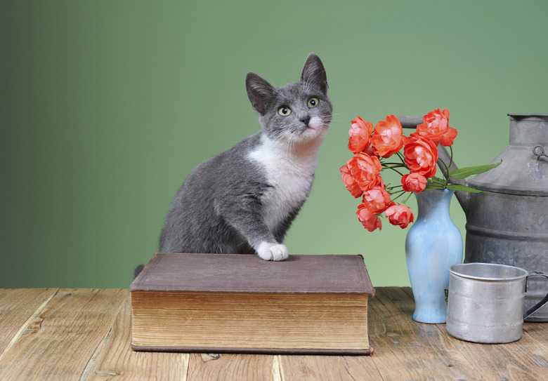 Cat posing for on books and flowers