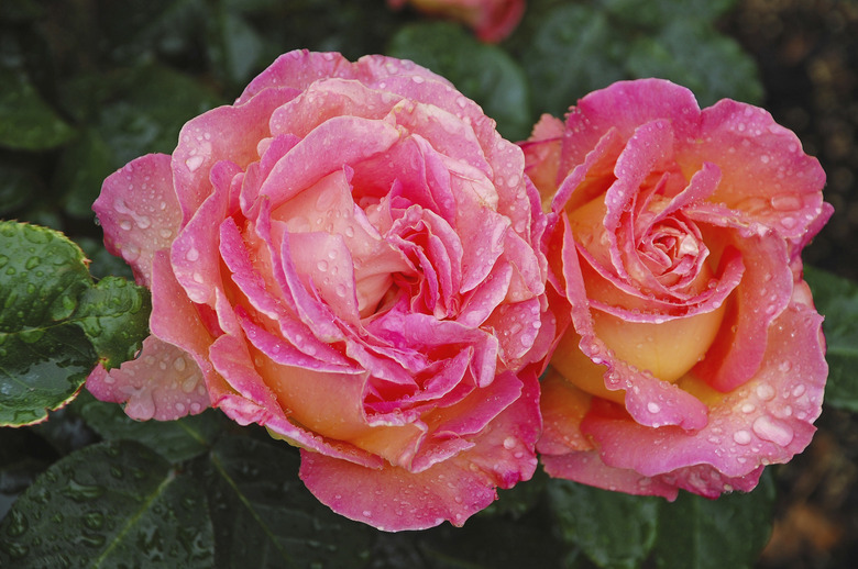 Two beautiful pink roses