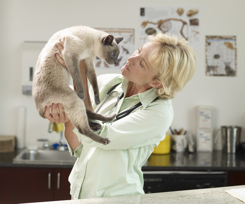 Veterinarian Examining Siamese Cat