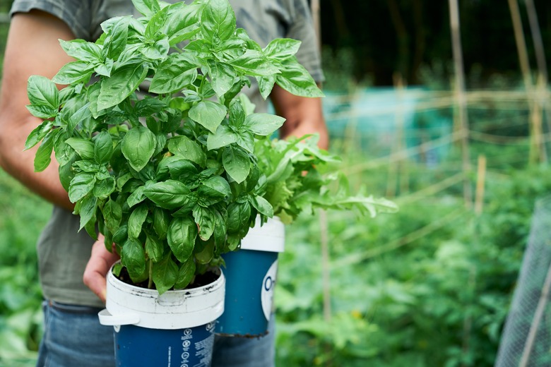 A gardener holding up a potted basil.