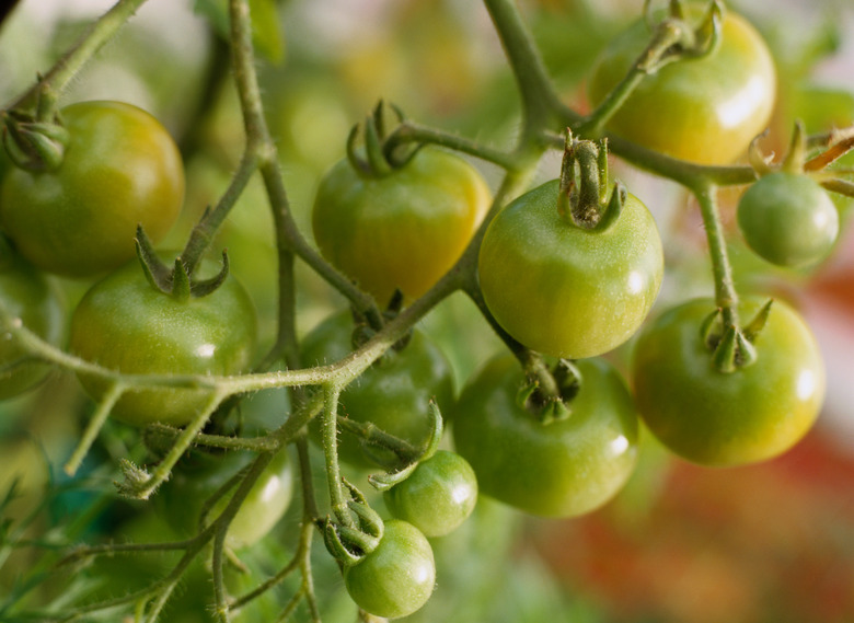 Green Tomatoes