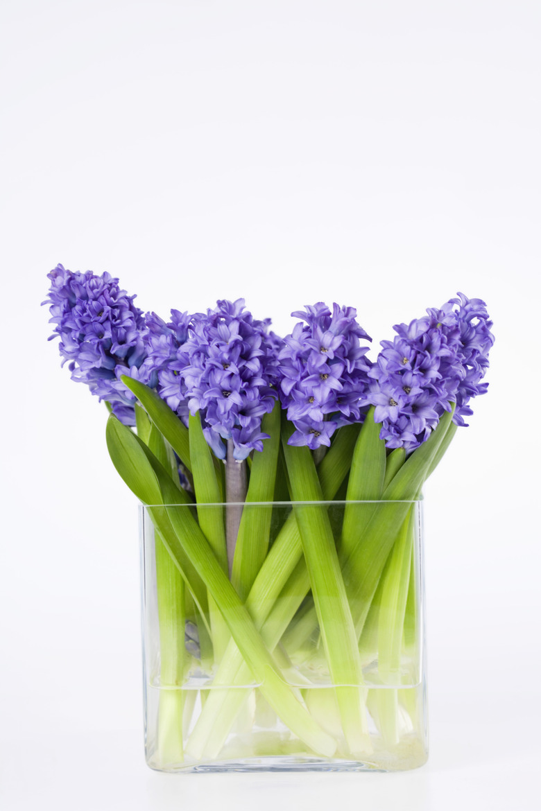 Hyacinths in a vase